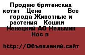 Продаю британских котят › Цена ­ 30 000 - Все города Животные и растения » Кошки   . Ненецкий АО,Нельмин Нос п.